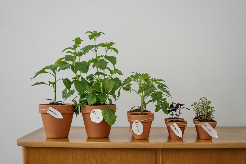 a group of potted plants on a table