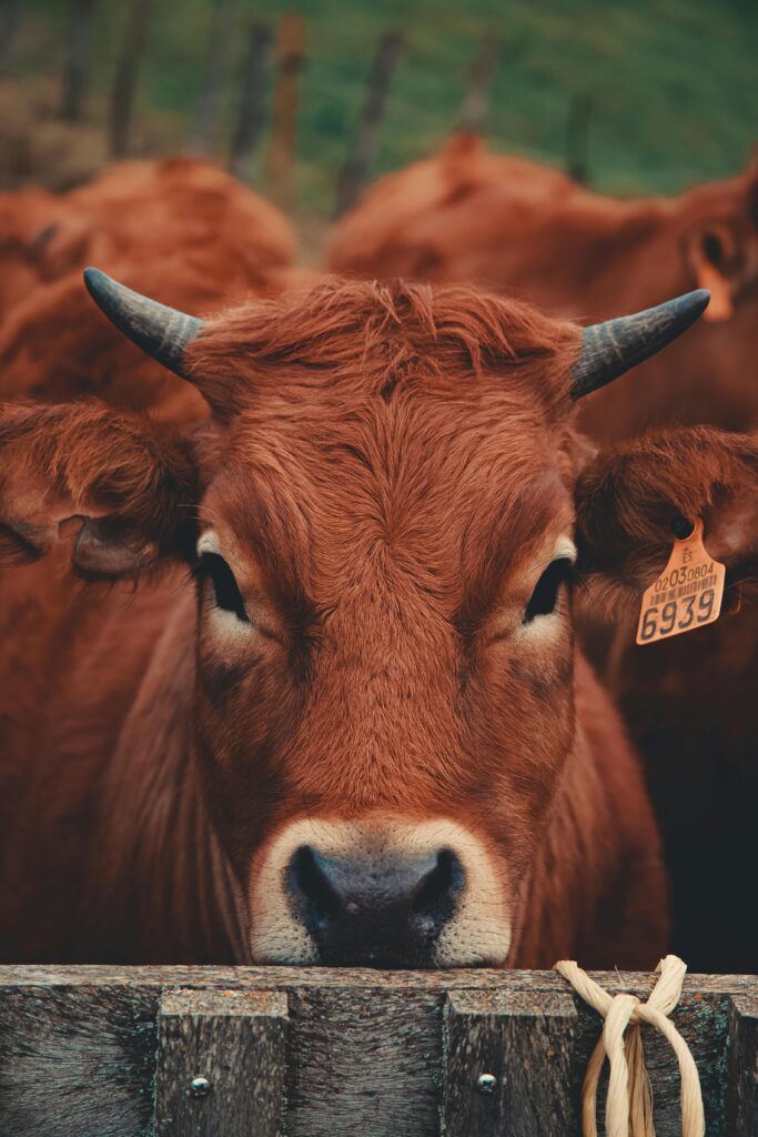 a close up of a cow's face