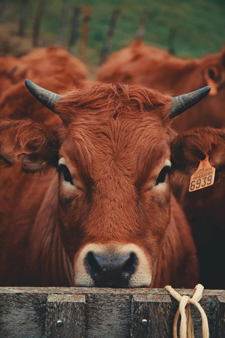 A world map infographic highlighting the top ten beef-producing countries, with bar charts showing annual production volume in metric tons.