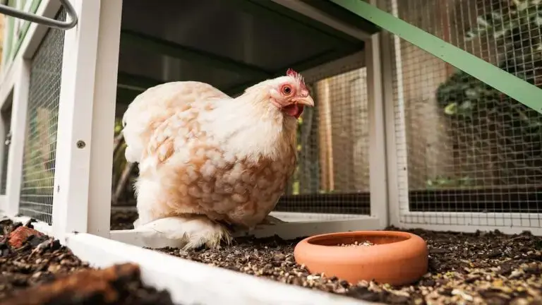 Backyard chicken coop