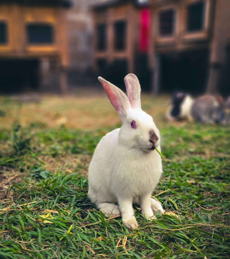 Backyard Rabbit Farming: The Ultimate Homesteader’s Guide