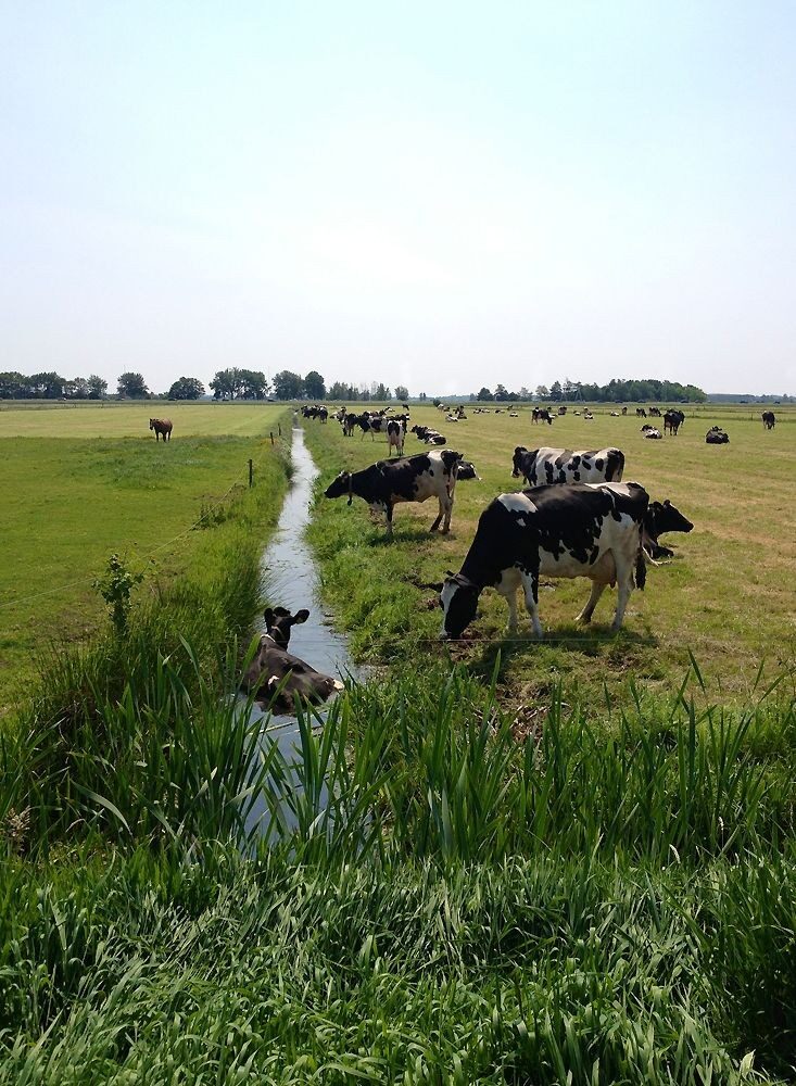 Modern sustainable livestock breeding operation showing healthy cattle on managed pasture with rotational grazing system