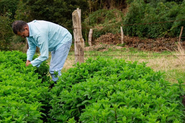A farmer tending to lush green crops in a field with a rustic backdrop, representing rural agriculture.